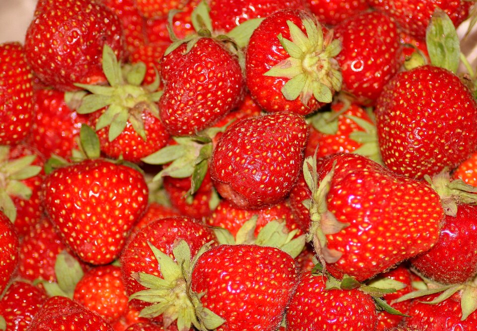 Red season food