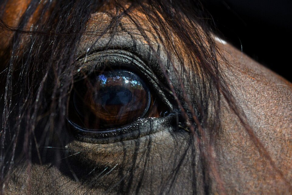 Look animal equine