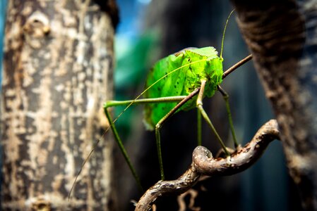 Giant katydid long-legged green leaf imitator antennae