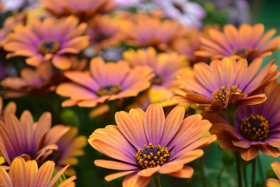 Purple bright summer