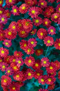 Perennial flowers blooms at nature