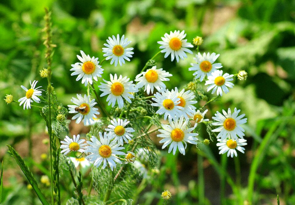 Flower spring flowers