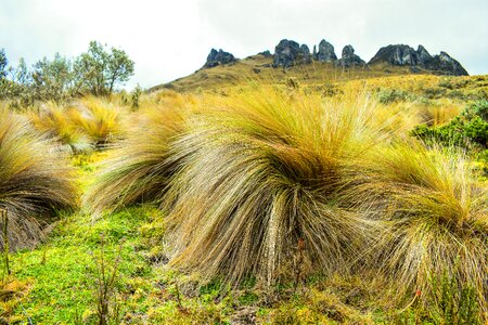 Adventure grass moor