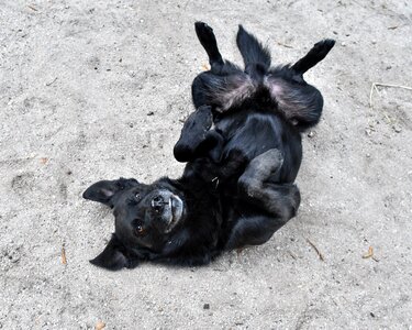 Black funny fun