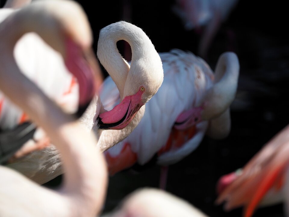 Beak eye neck photo