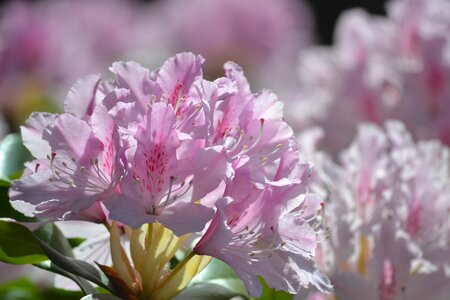 Bright spring pink spring photo