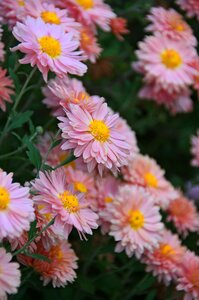 Perennial flowers blooms at nature