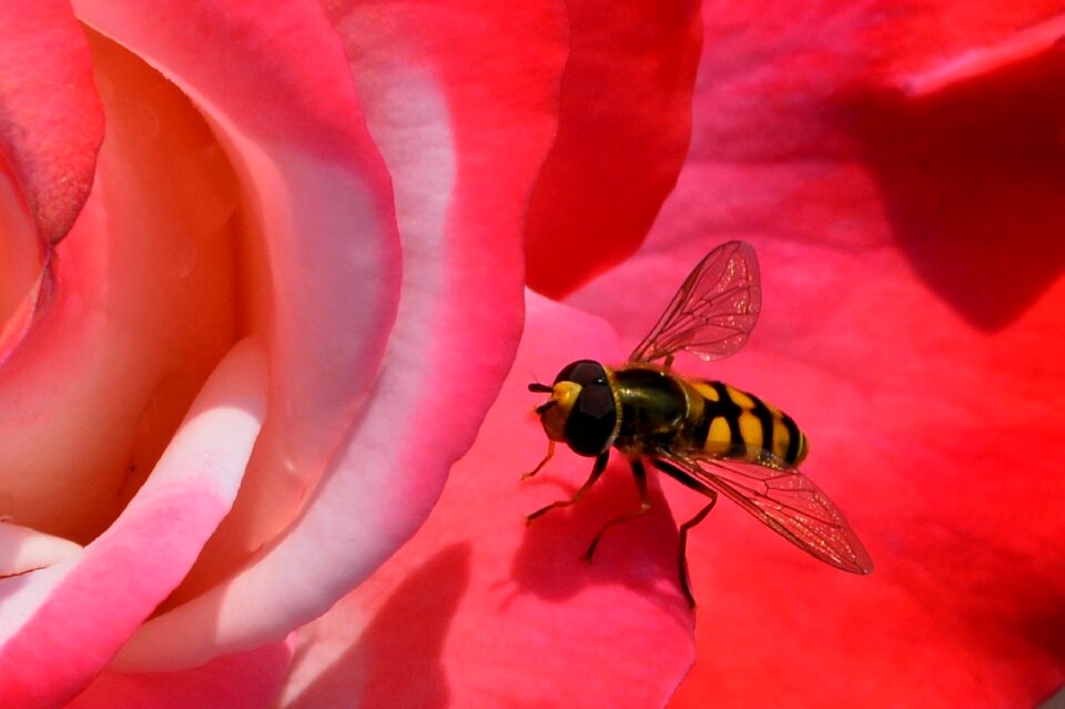 Close up nature german wasp