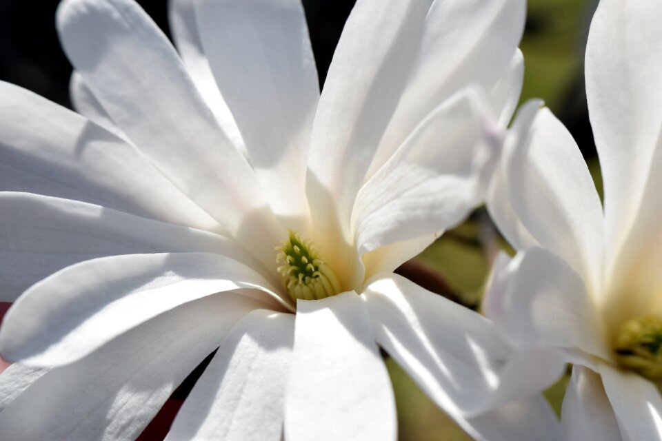 Petal leaf magnolia