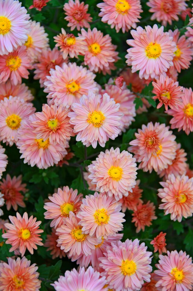 Perennial flowers blooms at nature