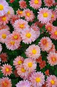 Perennial flowers blooms at nature