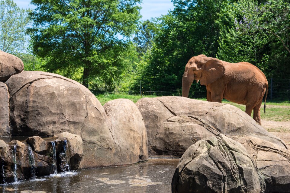 Wildlife mammal africa