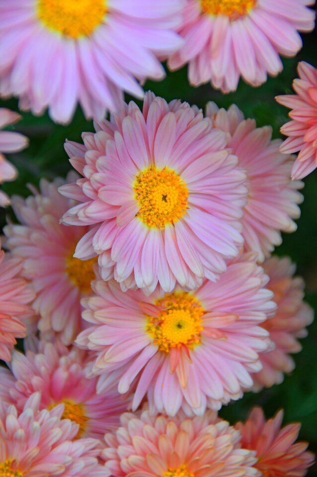 Perennial flowers blooms at nature