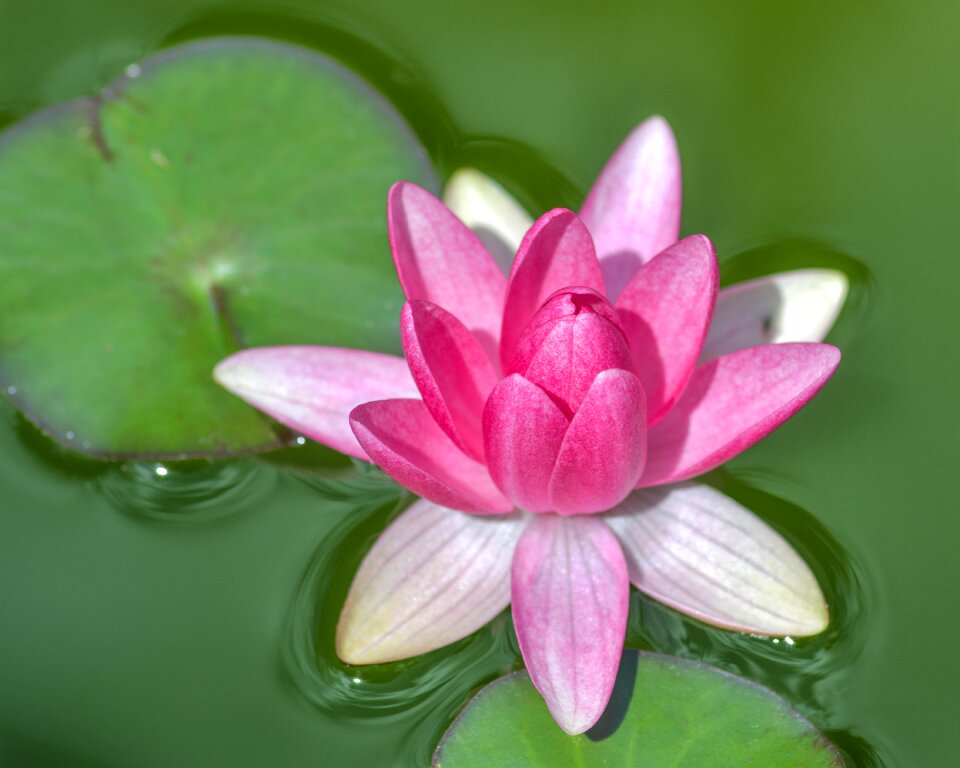 Plant aquatic float