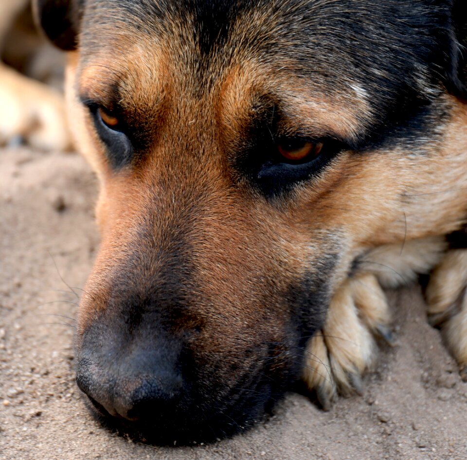 Dog animal pet