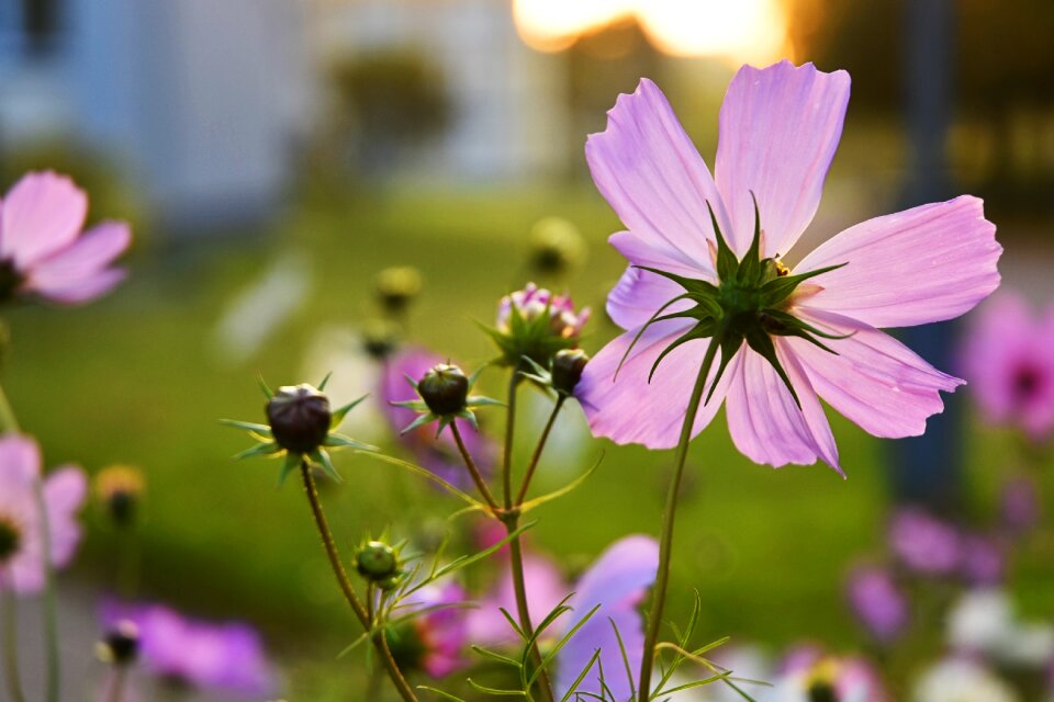Blossom blooming pink
