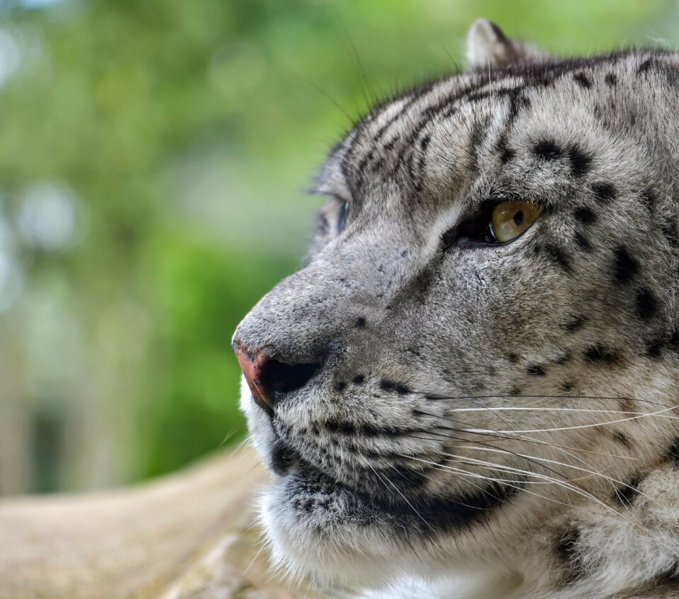 Close up predator carnivore