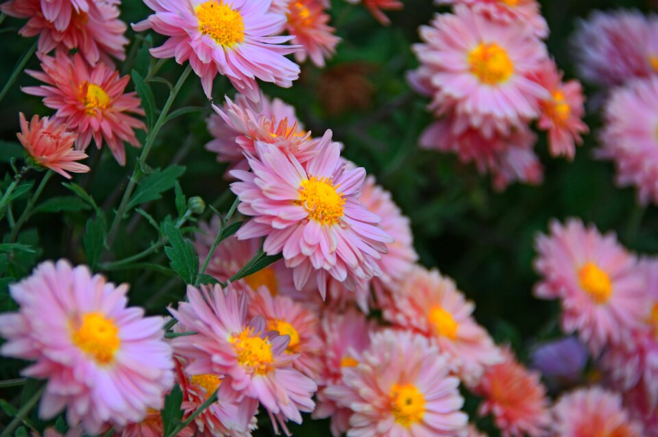 Perennial flowers blooms at nature