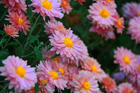 Perennial flowers blooms at nature
