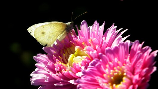 Butterfly insect summer