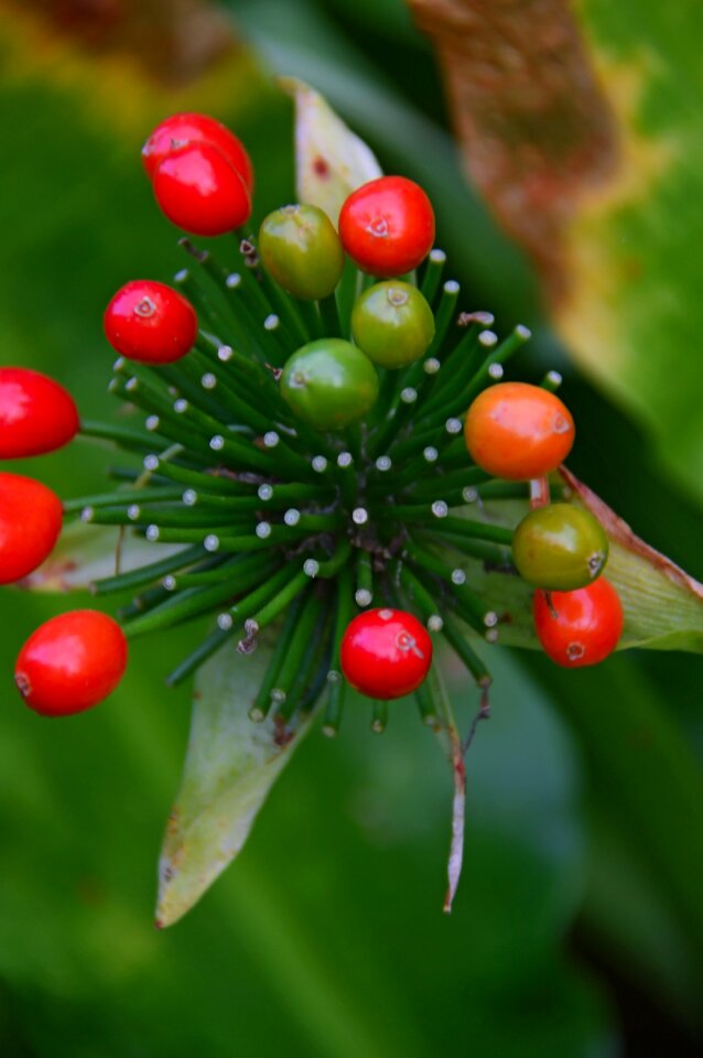 Autumn red fruits fruit