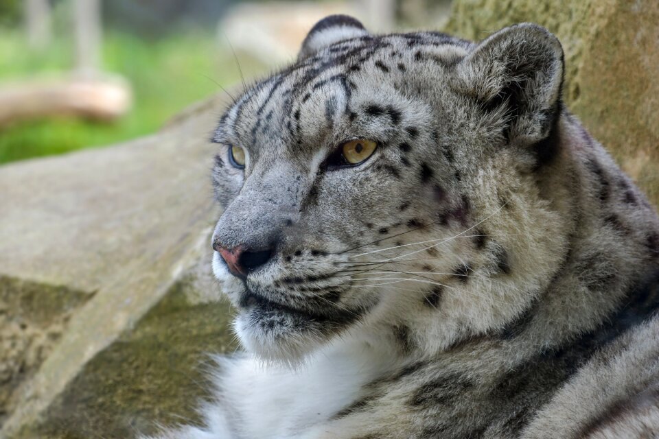 Head predator carnivore