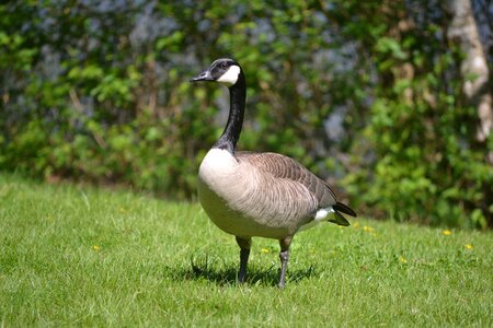 Bird canadian goose spring