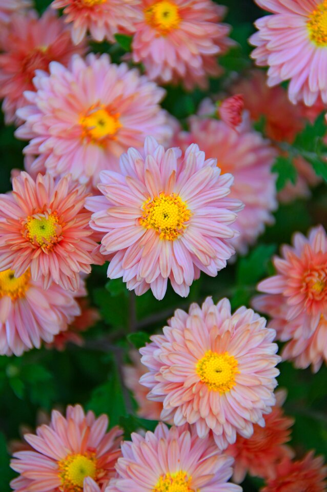 Perennial flowers blooms at nature