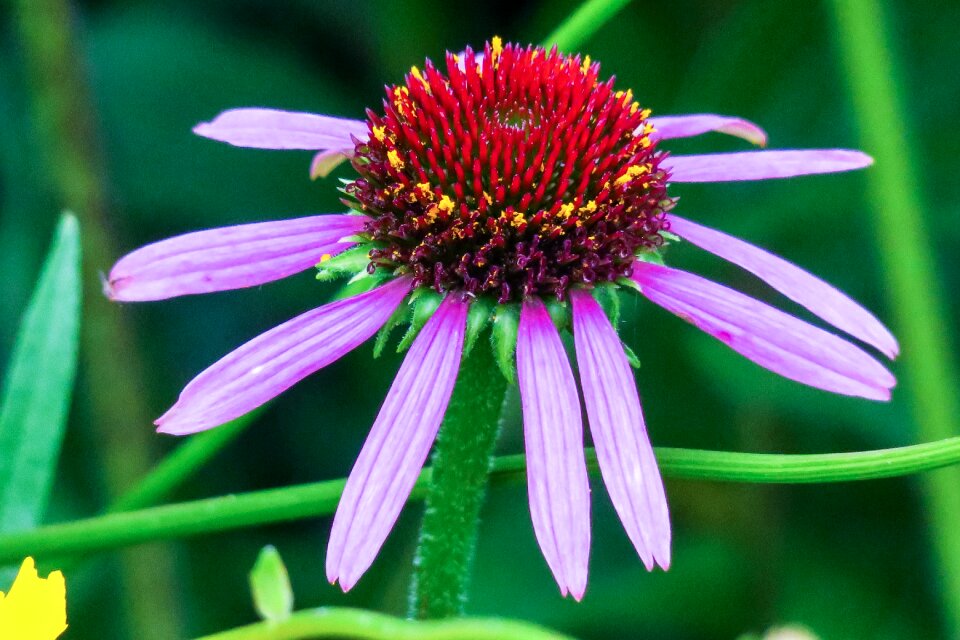 Natural wild flowers bloom