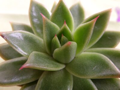 Juice plant plant leaf