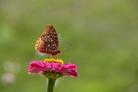Blossom insect nature