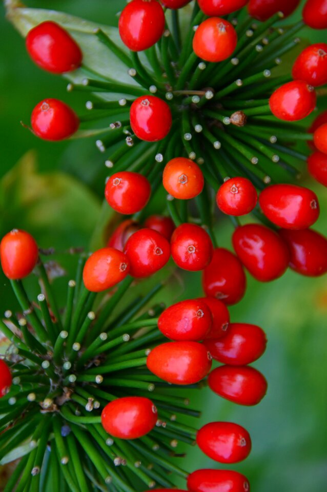 Autumn red fruits fruit