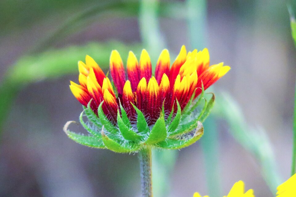 Natural wild flowers bloom