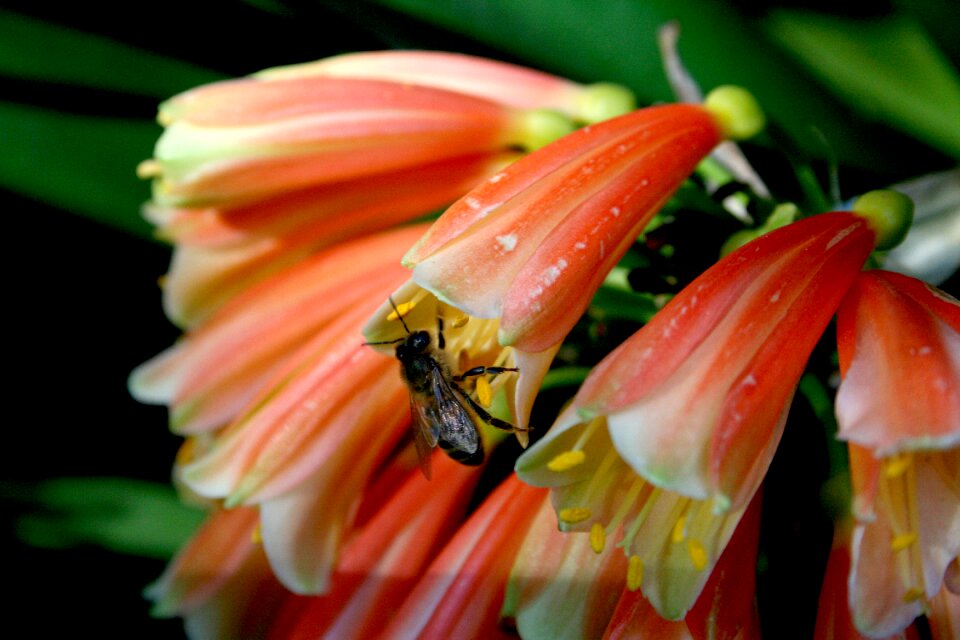 Plant insect garden