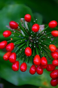 Autumn red fruits fruit