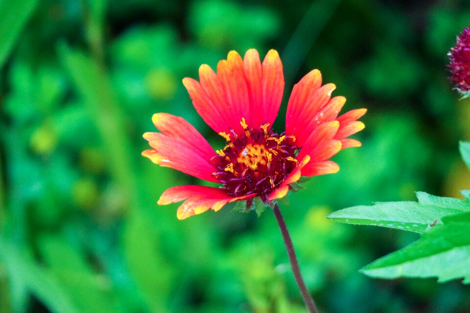 Natural wild flowers bloom