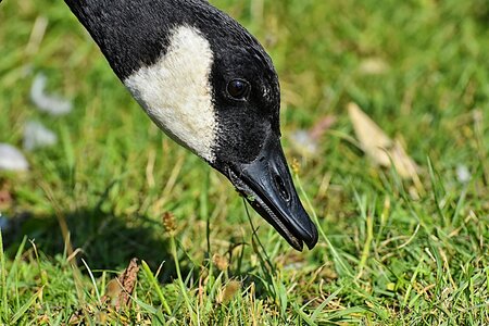 Nature water bird animals