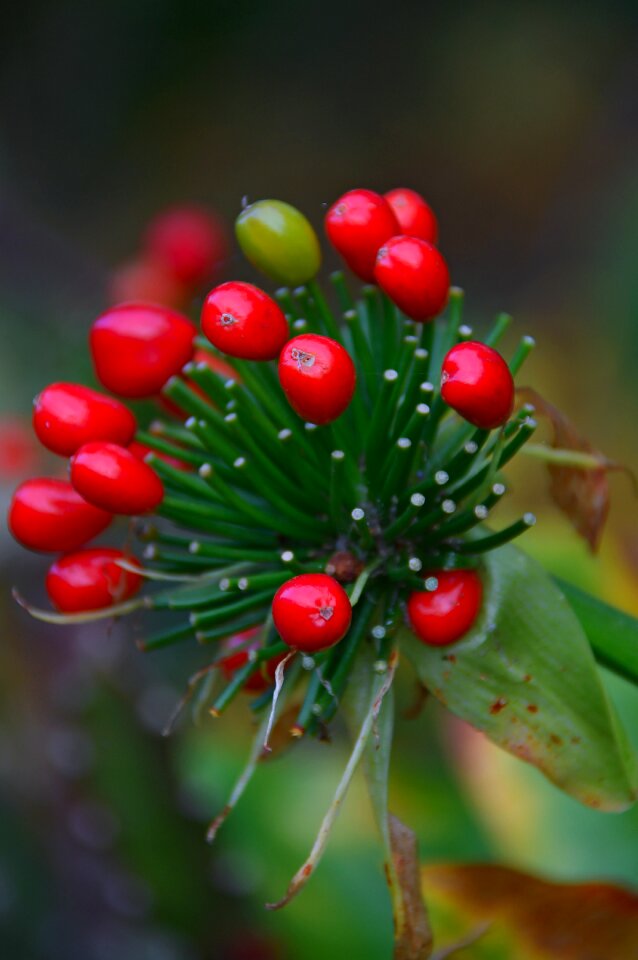 Autumn red fruits fruit