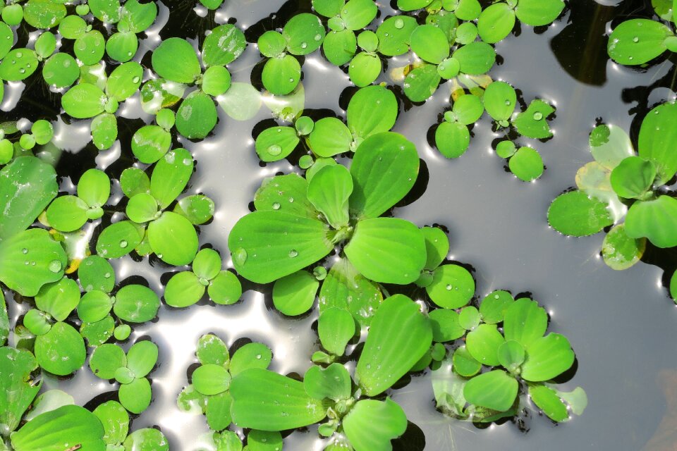 The river of bone aquatic plants plant