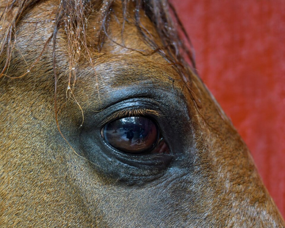 Equine look animal