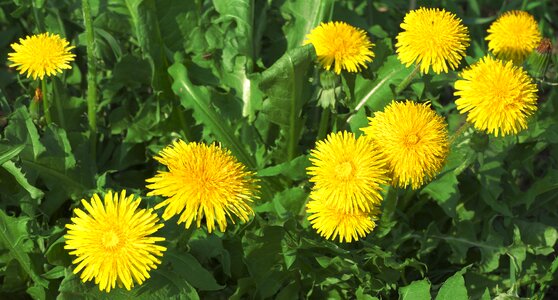 Flower basket of flowers wild flower photo