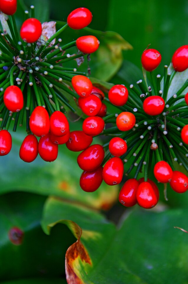 Autumn red fruits fruit