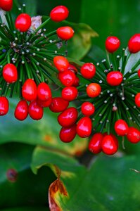 Autumn red fruits fruit