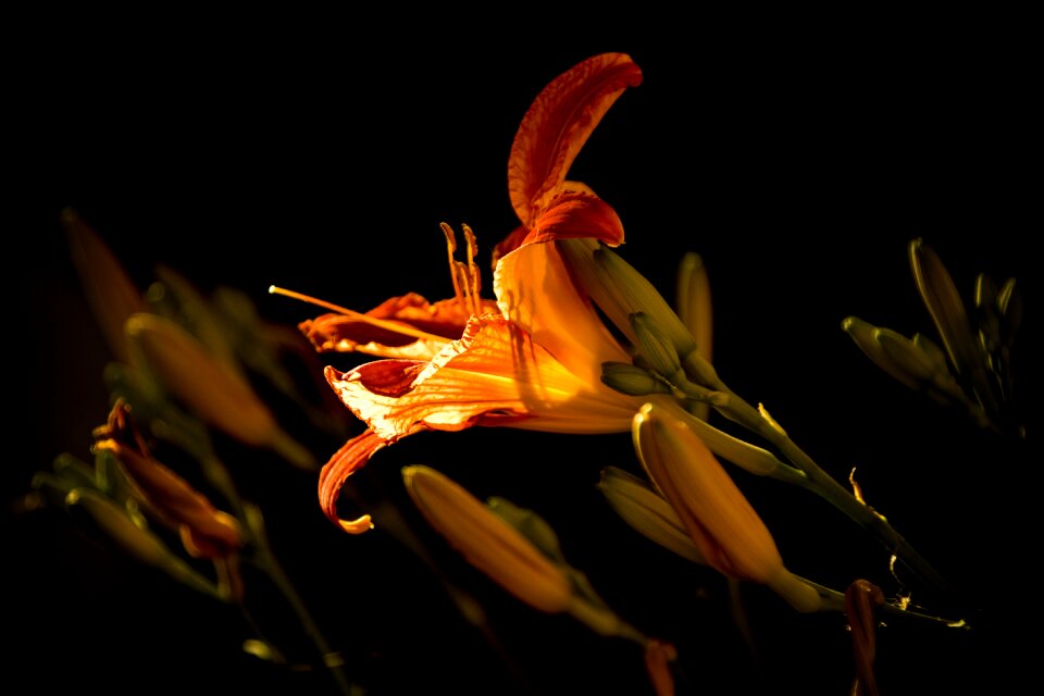 Bloomed flora decorative