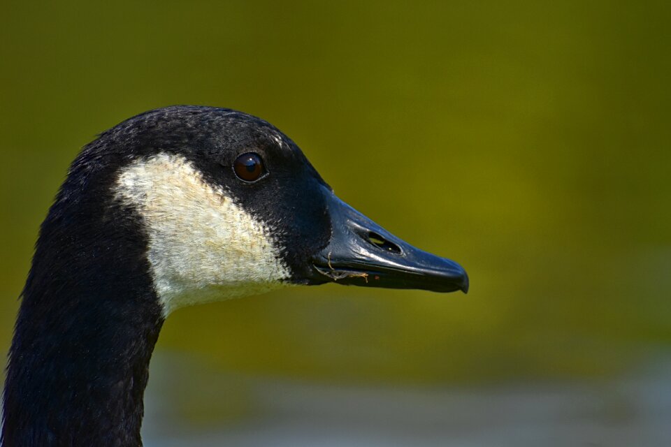Nature water bird animals