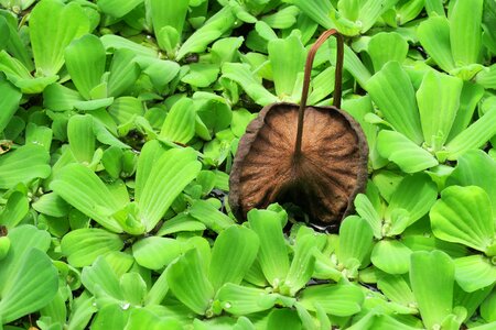 The river of bone aquatic plants plant