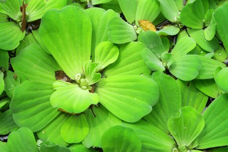 The river of bone aquatic plants plant