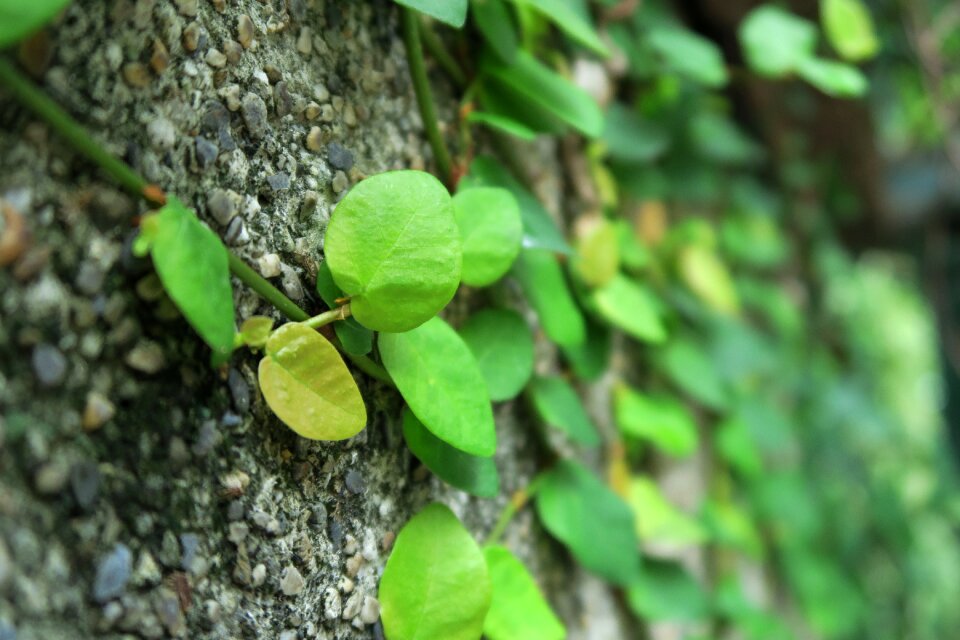 Plant leaf shallow depth of field