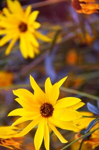 Autumn mood nature blooms at