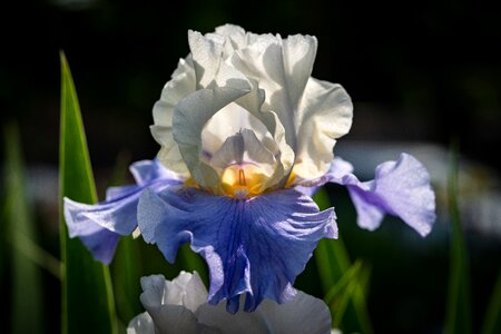 Flower spring presby iris gardens photo